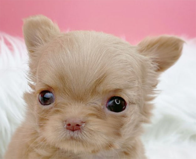 치와와 분양합니다