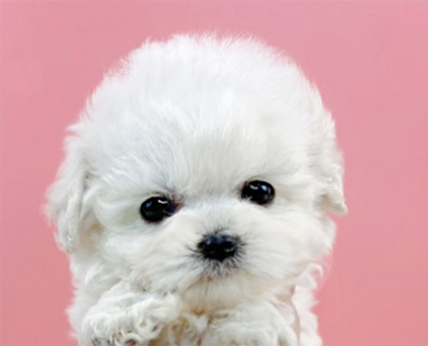 미니비숑 분양합니다