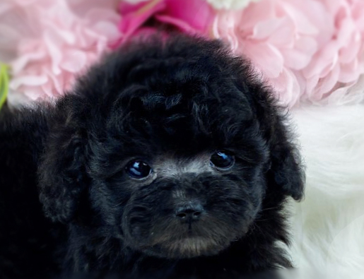 실버토이푸들 분양합니다