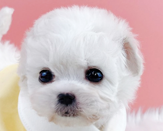 미니비숑 분양합니다