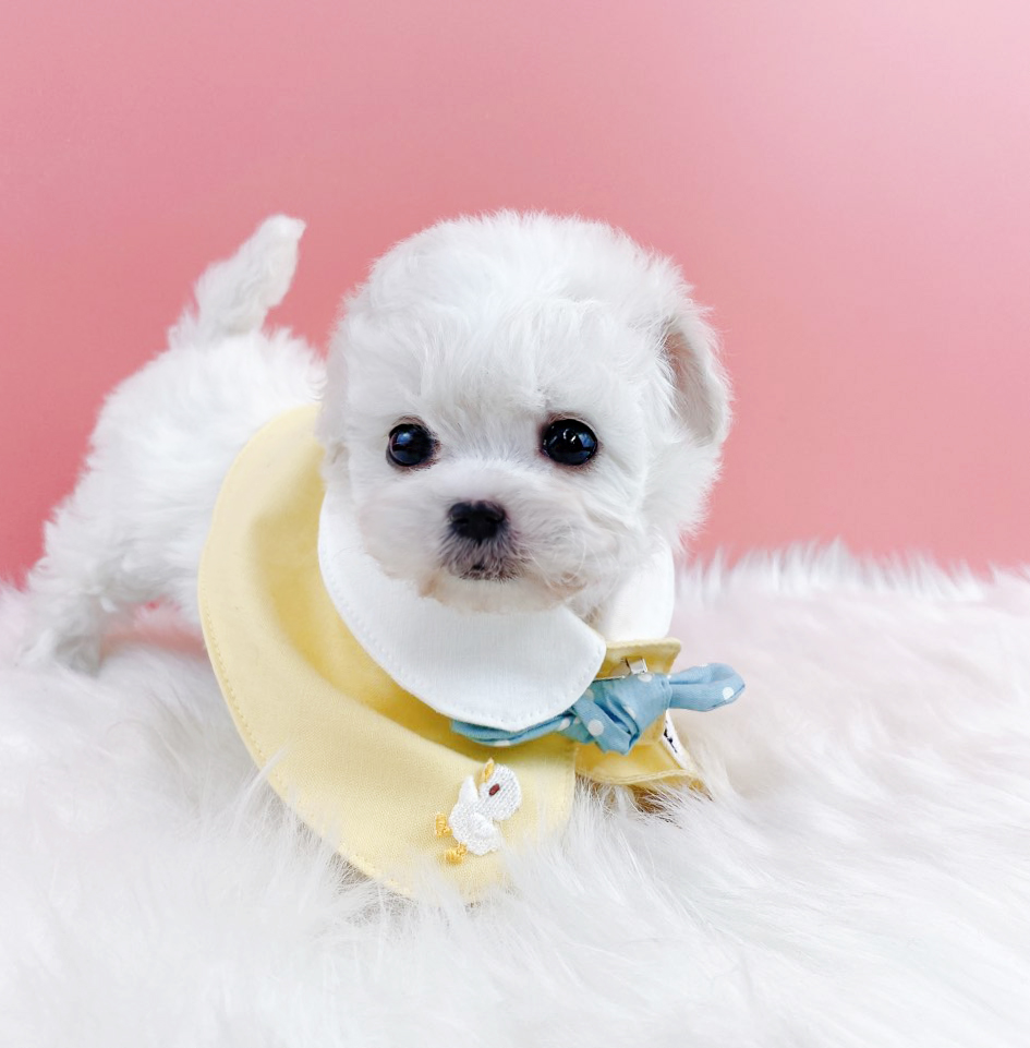 미니비숑 분양합니다