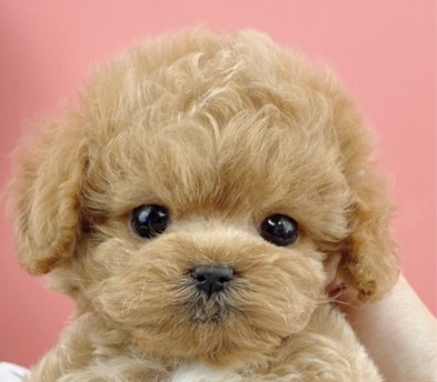 토이푸들 분양합니다