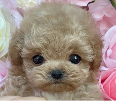 토이푸들 분양합니다