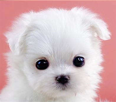 말티즈 분양합니다