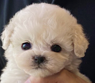 미니비숑 분양합니다