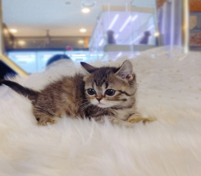 먼치킨(20만원부터)