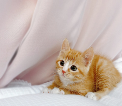 브리티쉬숏헤어 분양합니다