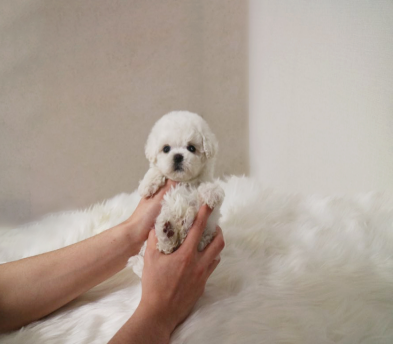 미니비숑 분양합니다