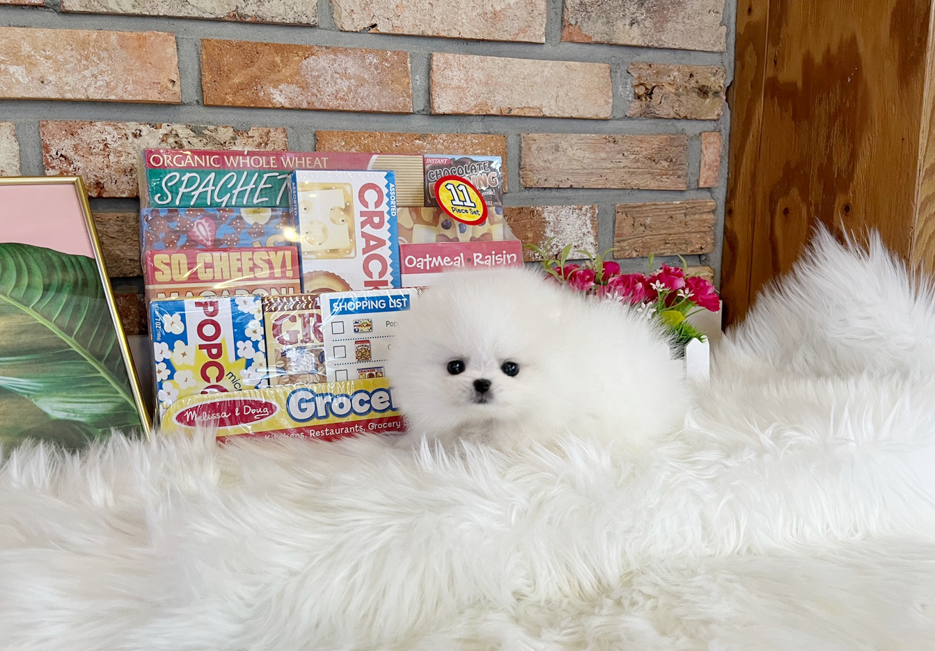 포메라니안 분양합니다