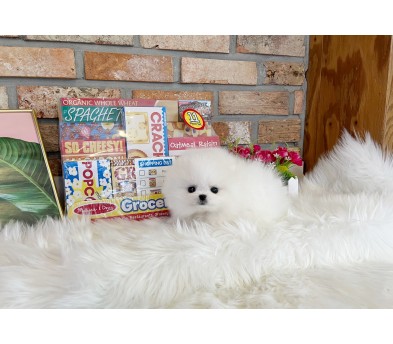 포메라니안 분양합니다