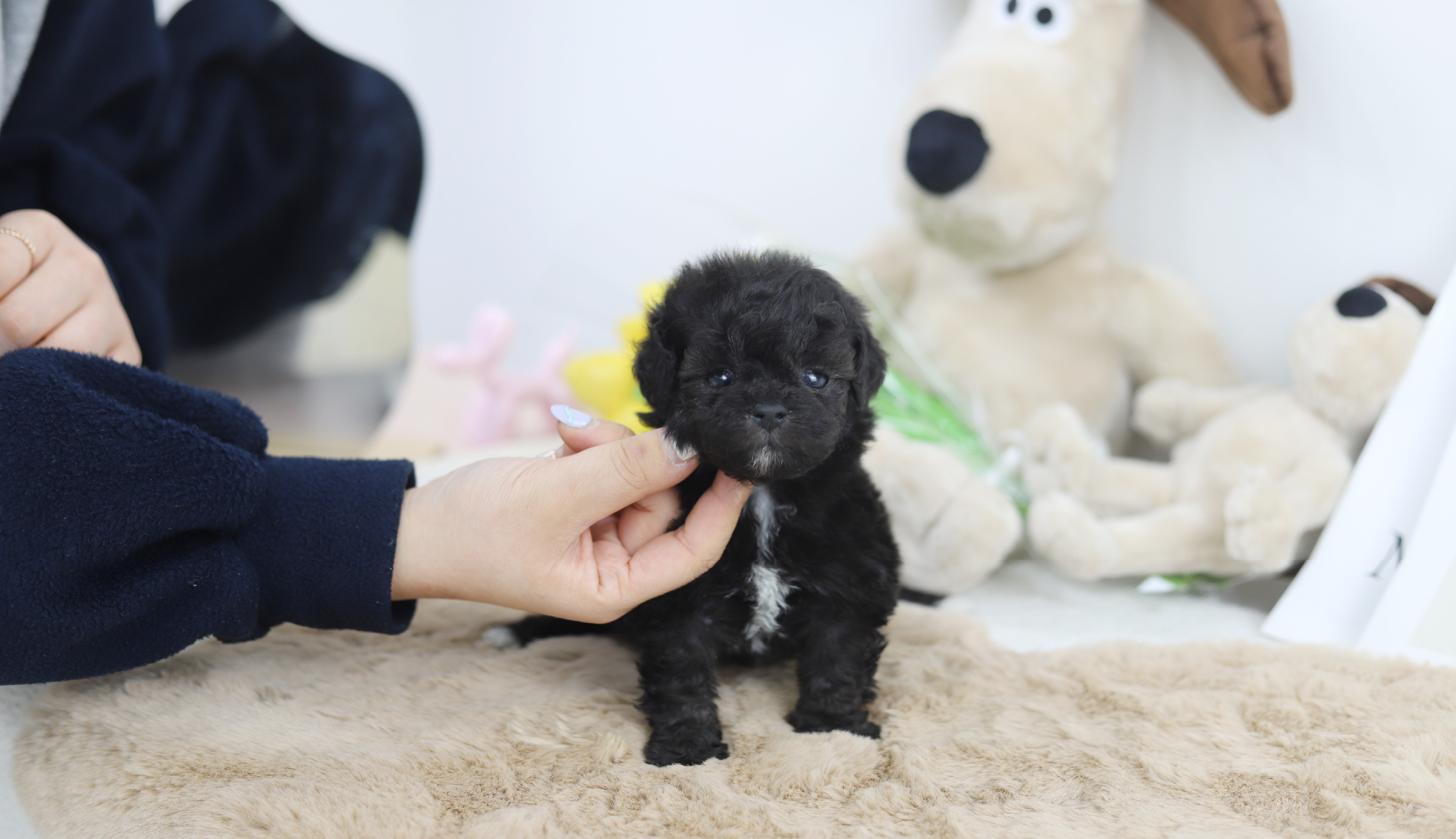 토이푸들 분양합니다