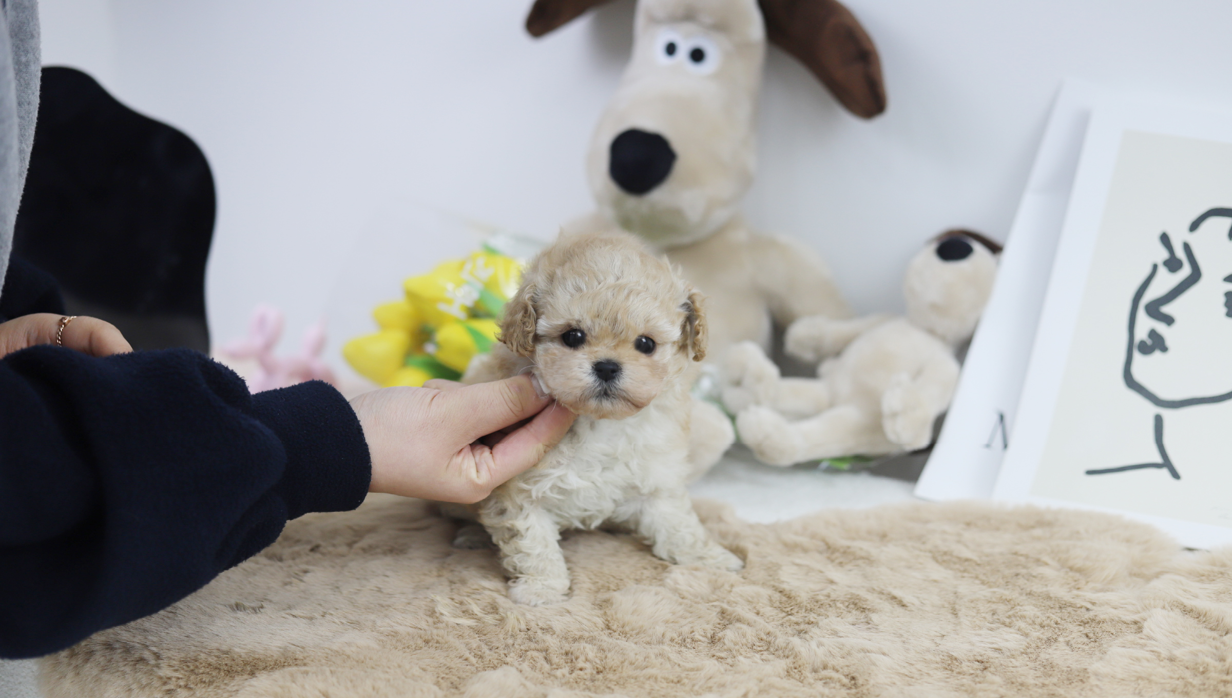 토이푸들 분양합니다
