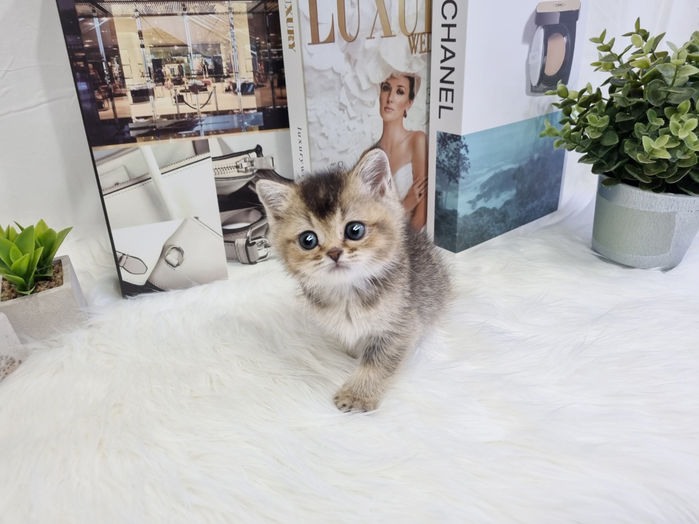 브리티쉬숏헤어 분양합니다