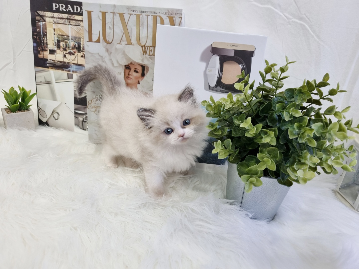 렉돌 분양합니다