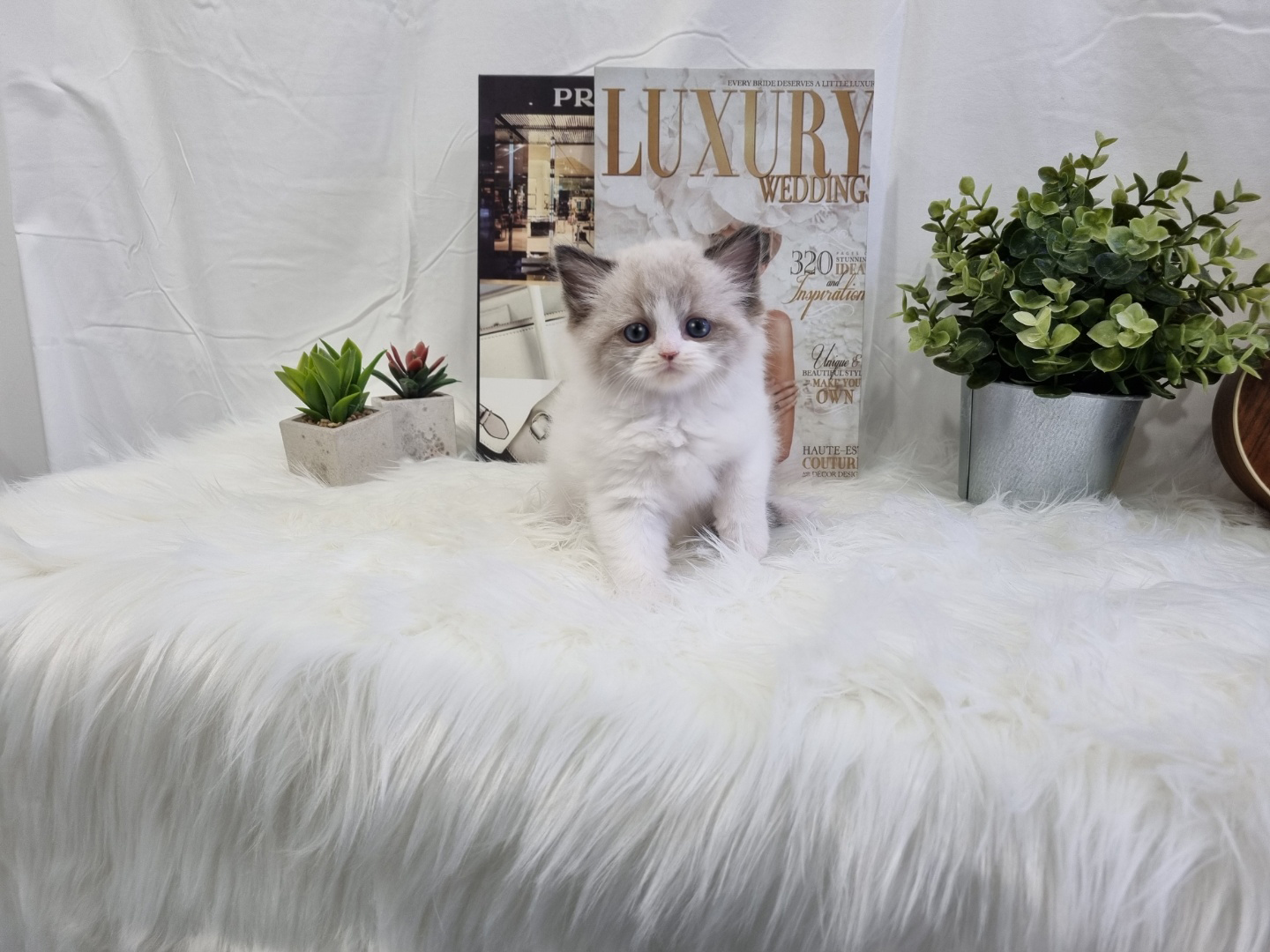 렉돌 분양합니다