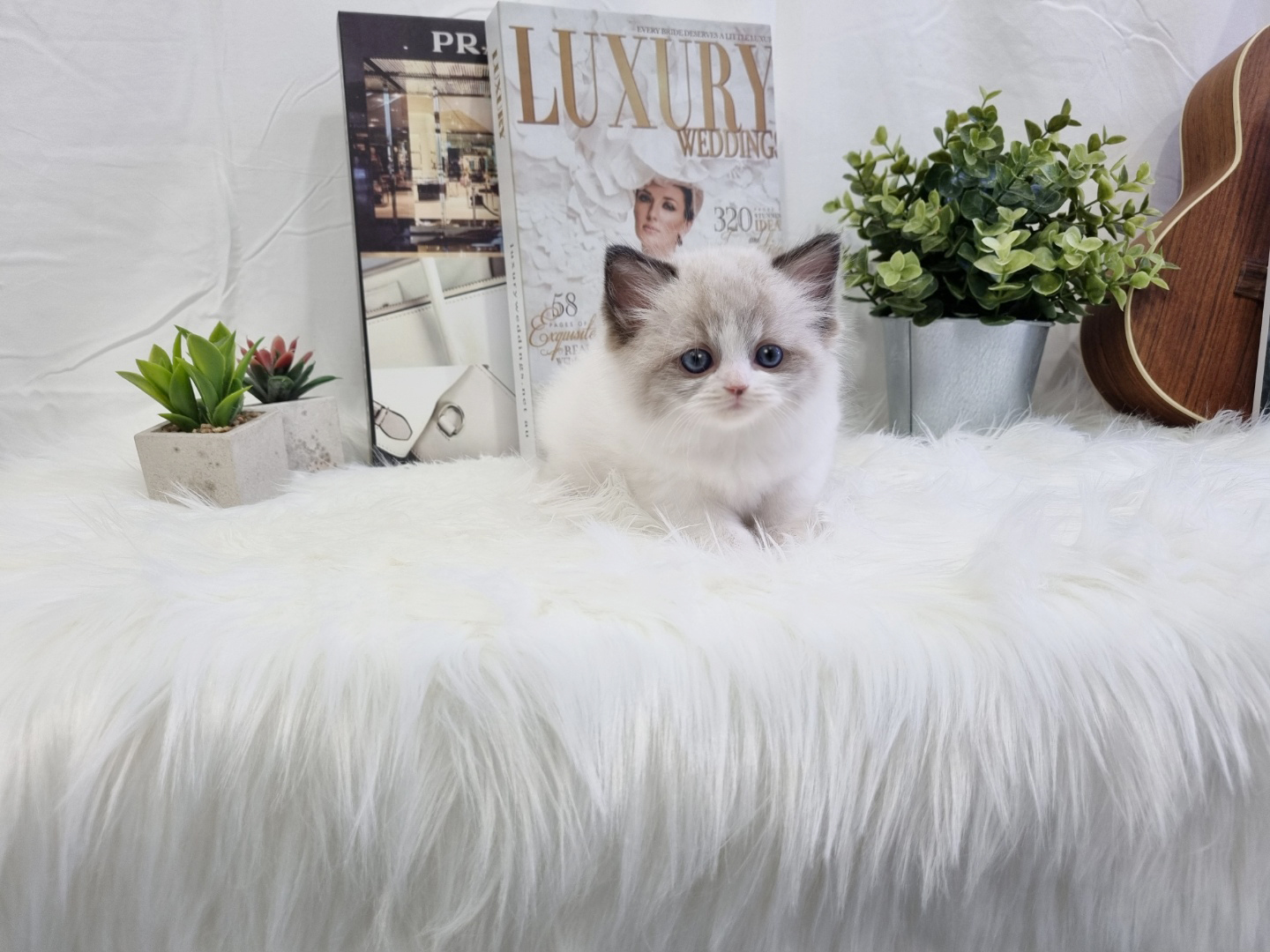 렉돌 분양합니다