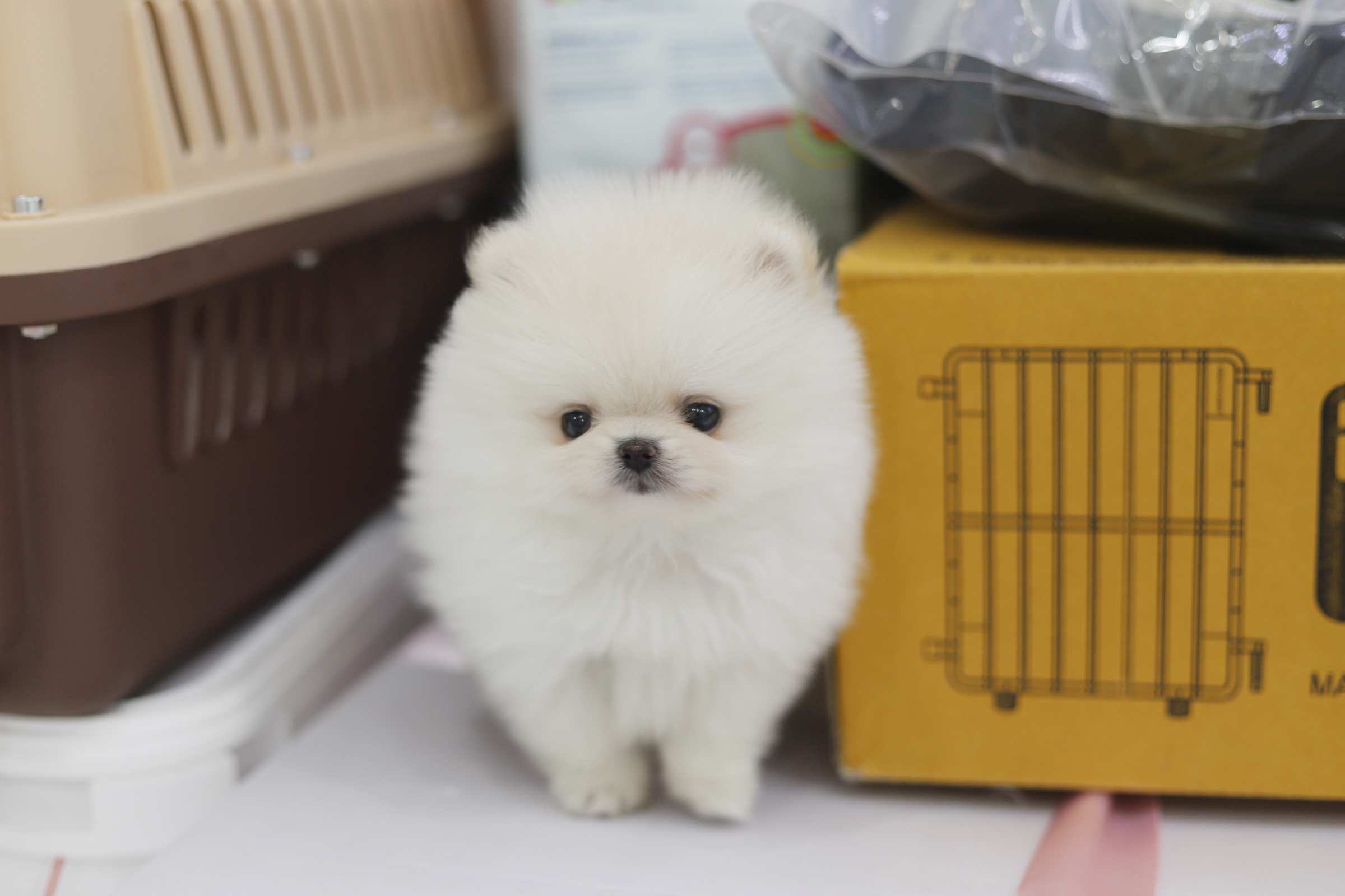 포메라니안 분양합니다