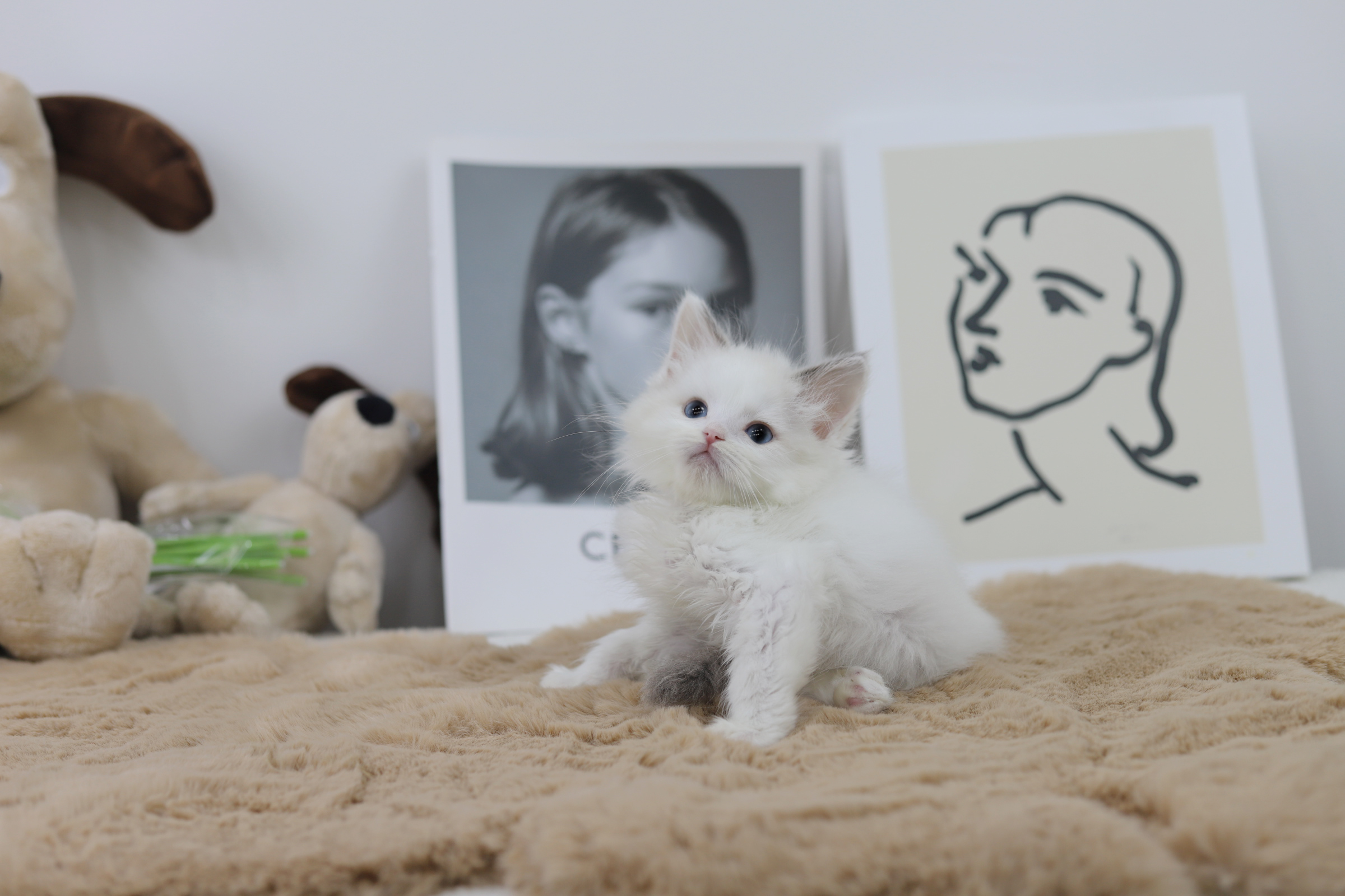 렉돌 분양합니다