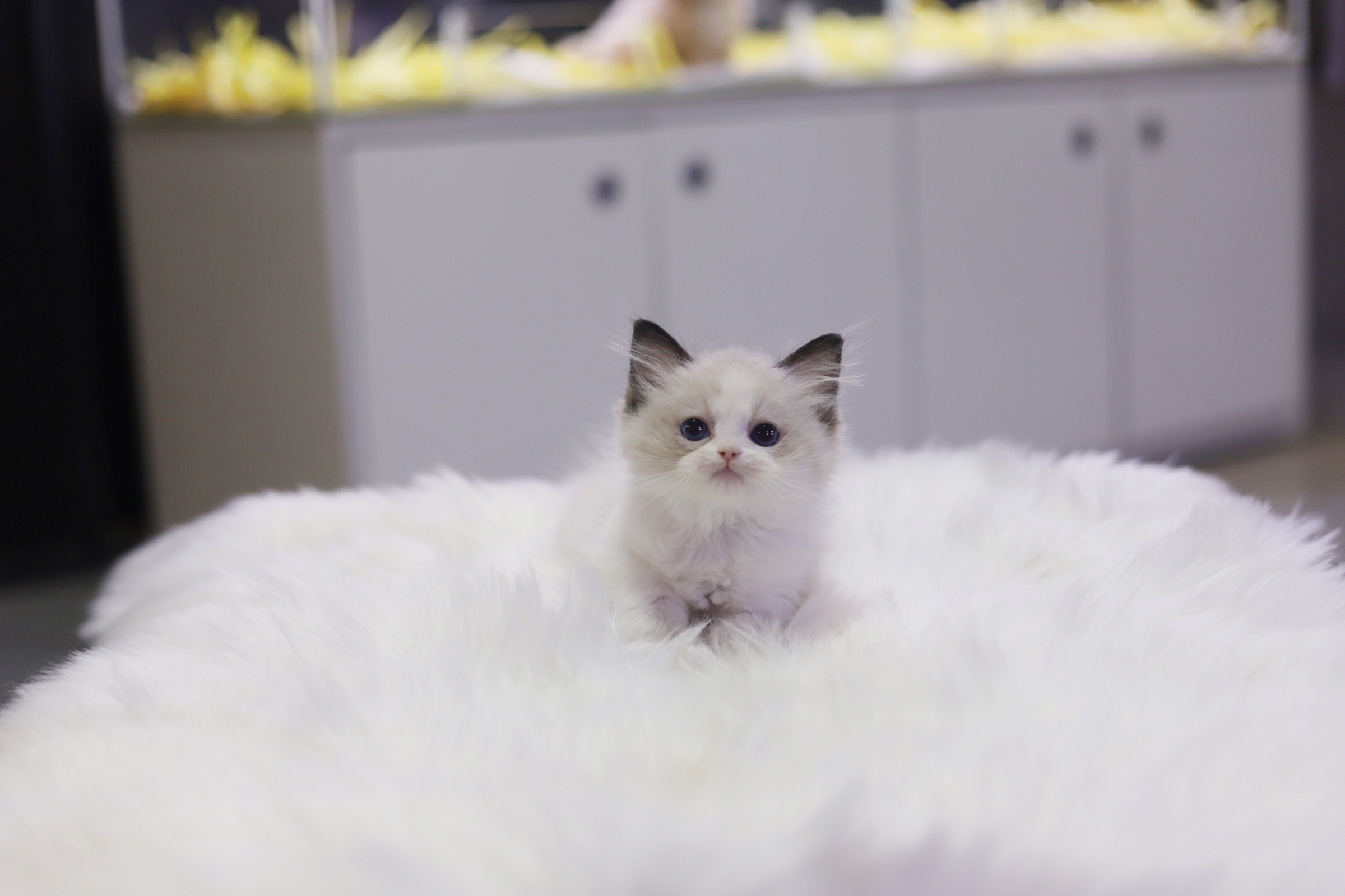 렉돌 분양합니다