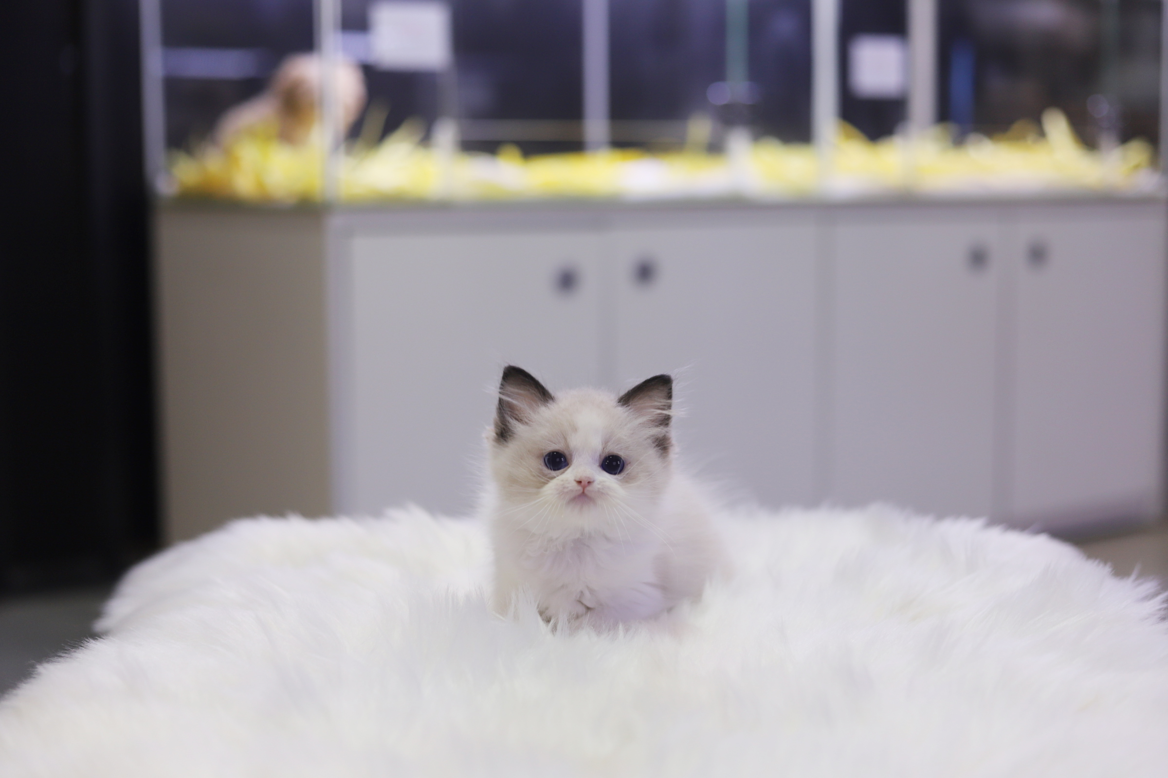 렉돌 분양합니다