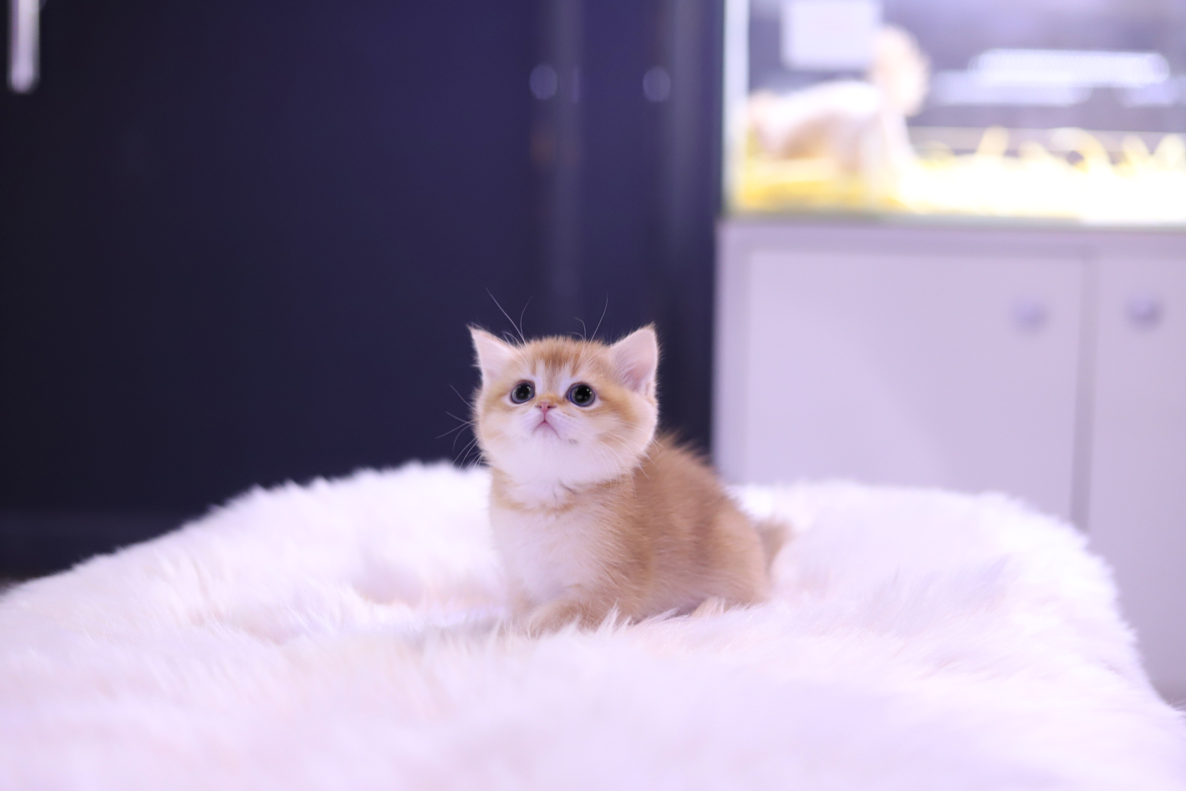 브리티쉬숏헤어 분양합니다