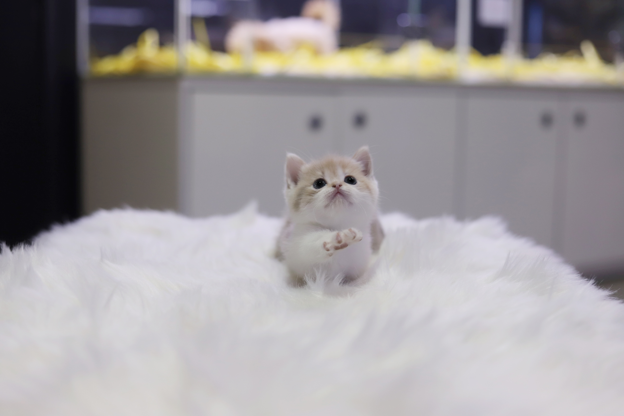 먼치킨분양(20만원부터)