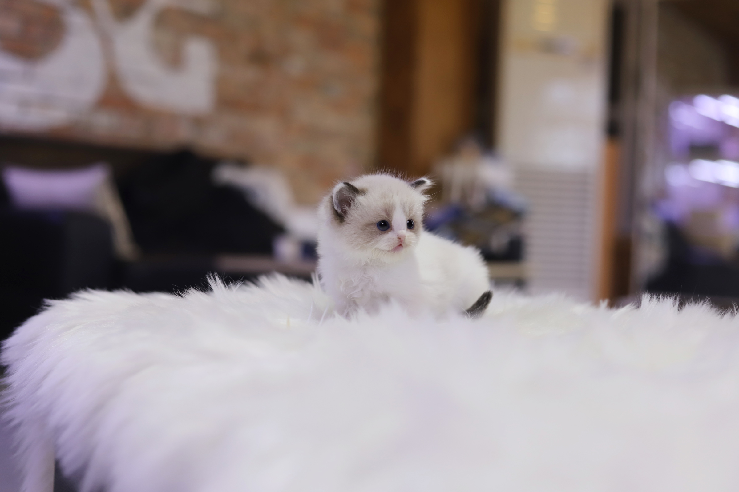 렉돌 분양합니다