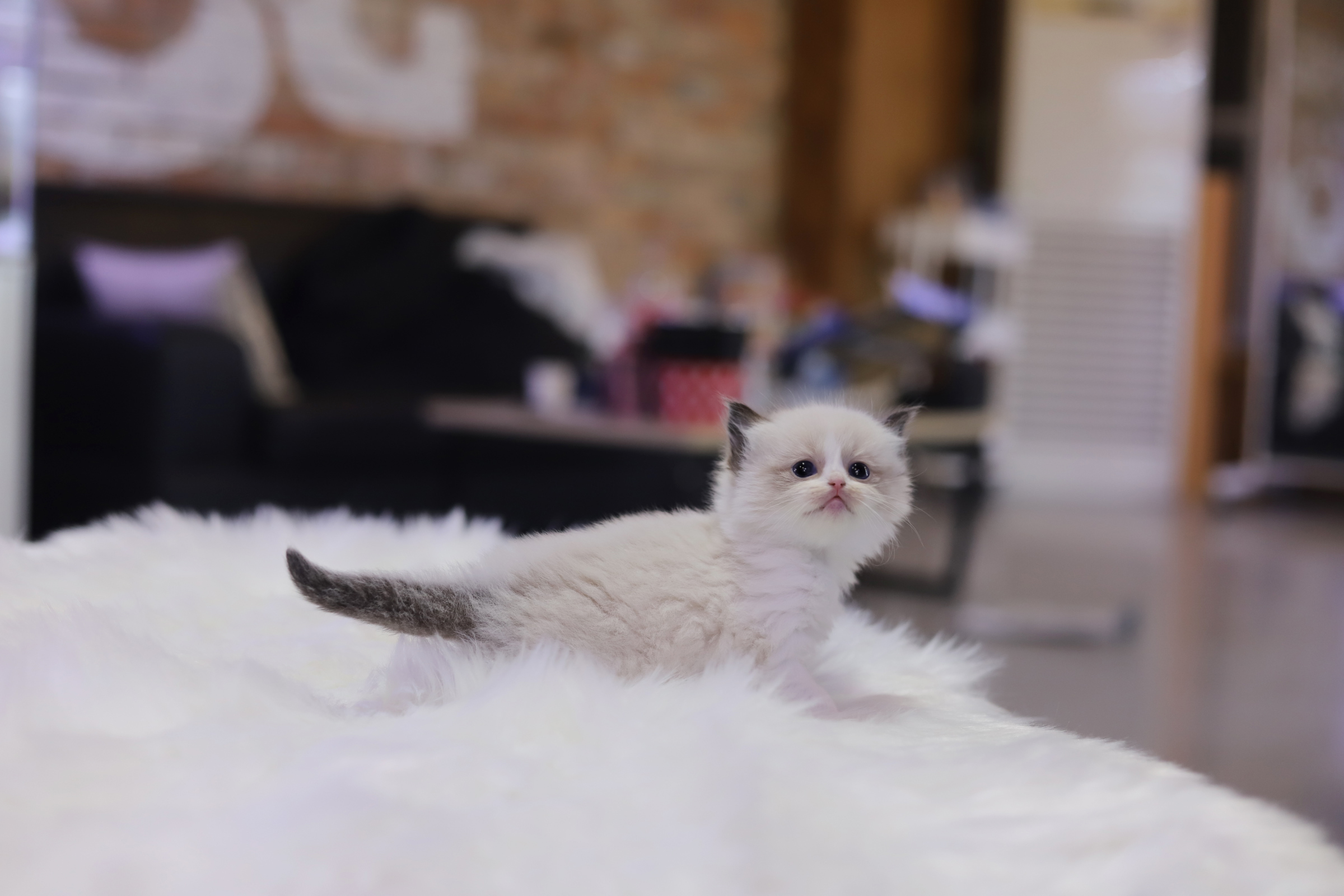 렉돌 분양합니다