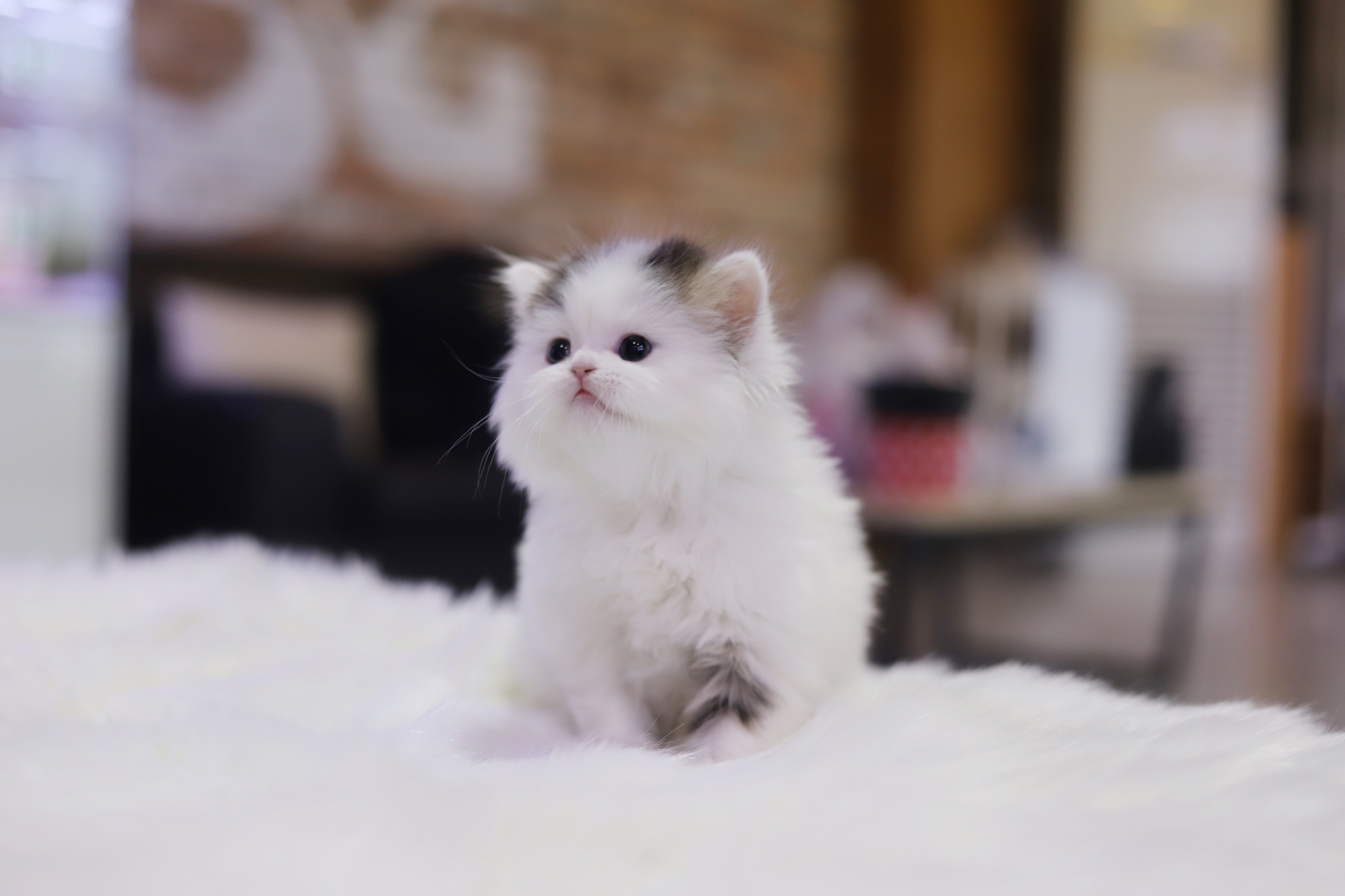 브리티쉬롱헤어 분양합니다