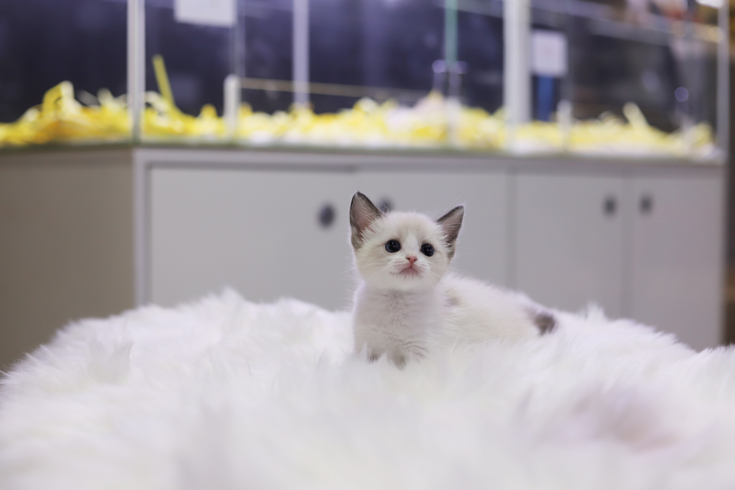 렉돌 분양합니다