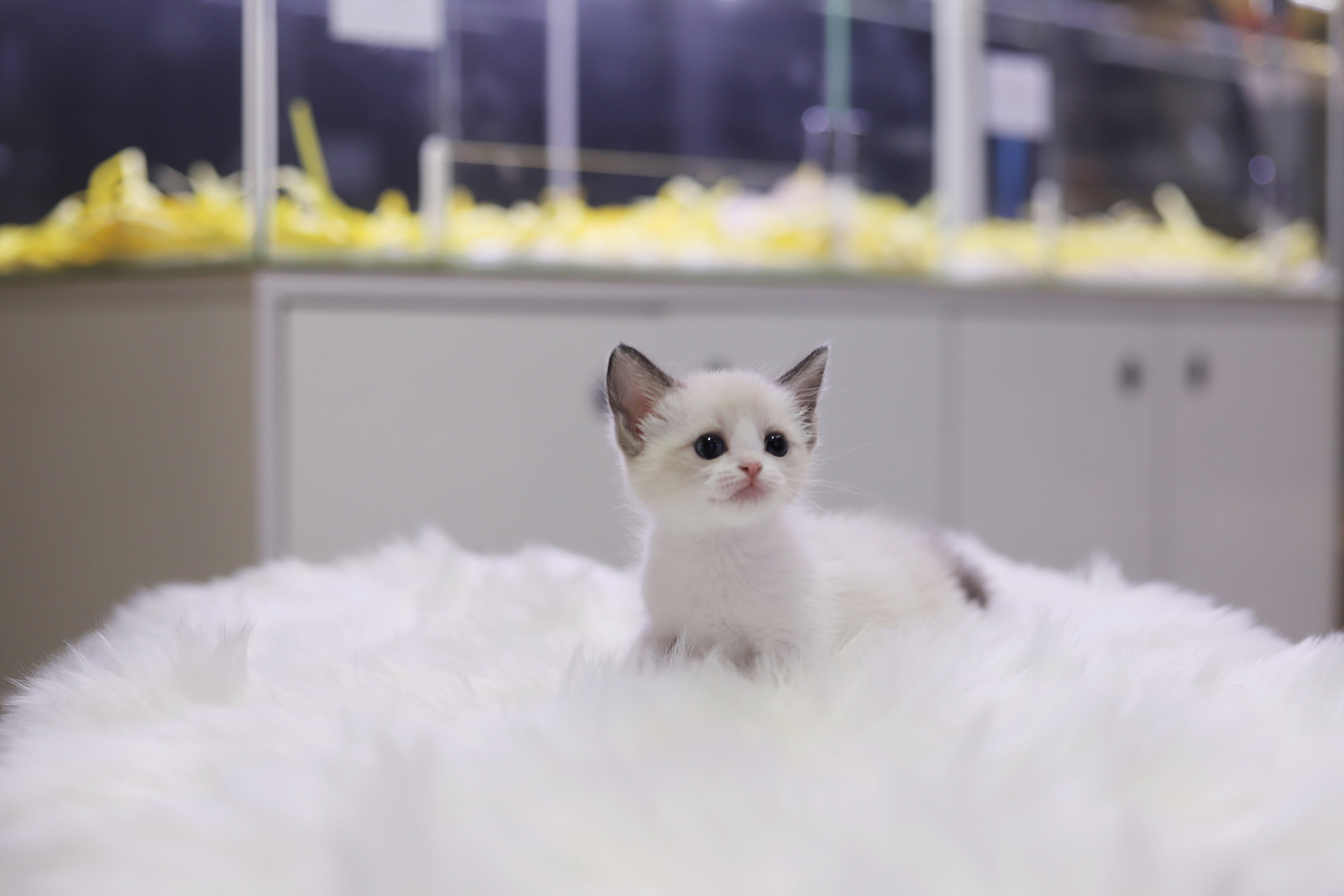 렉돌 분양합니다