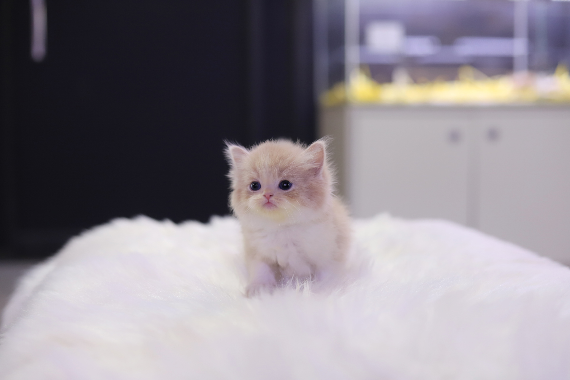 브리티쉬롱헤어 분양합니다