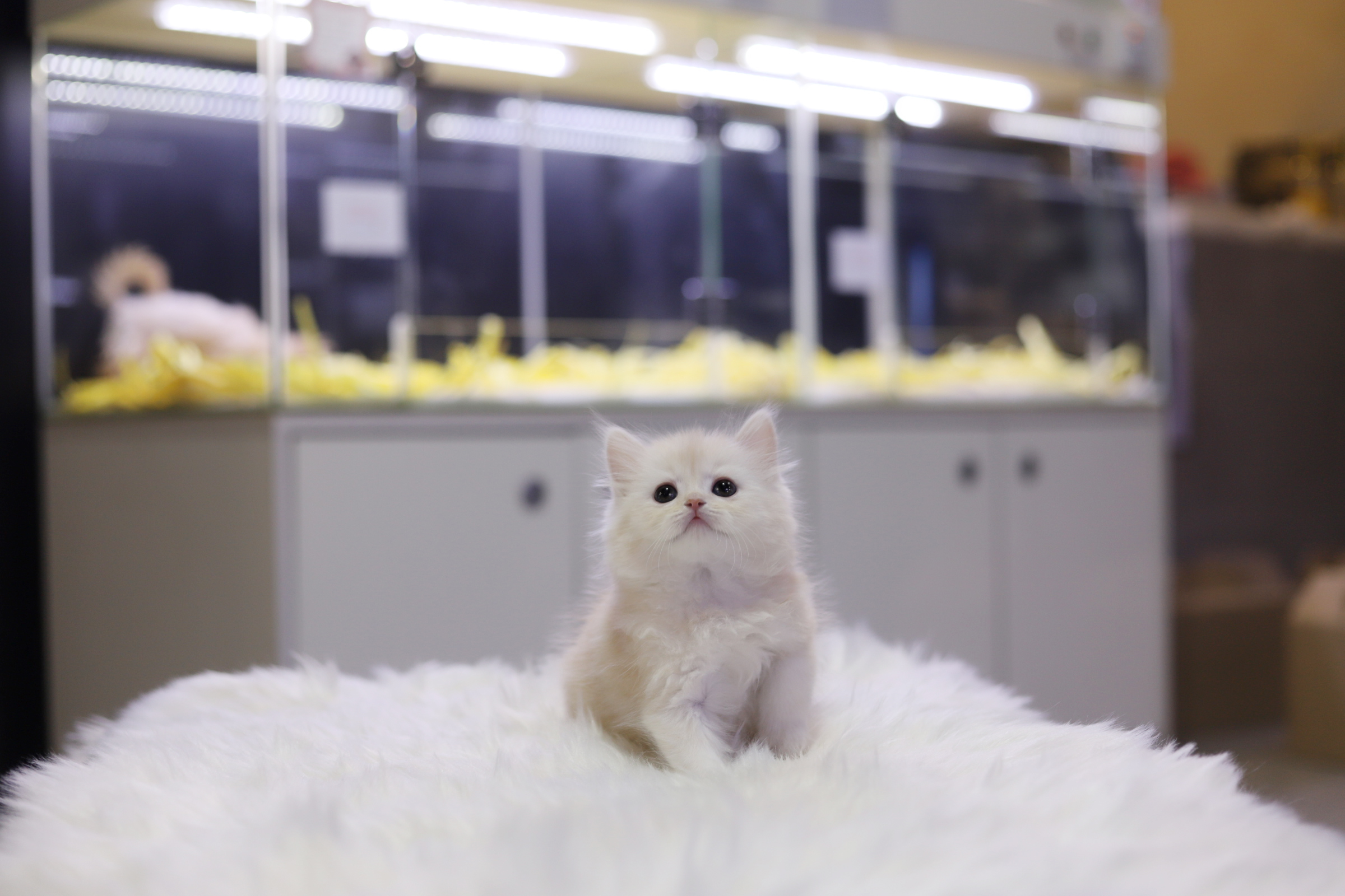 브리티쉬롱헤어 분양합니다