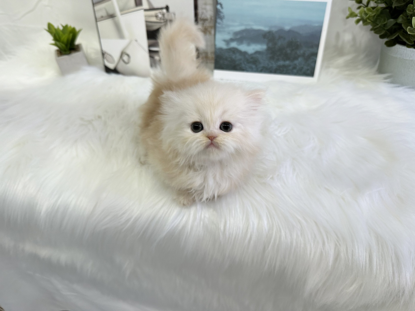 먼치킨(20만원부터)