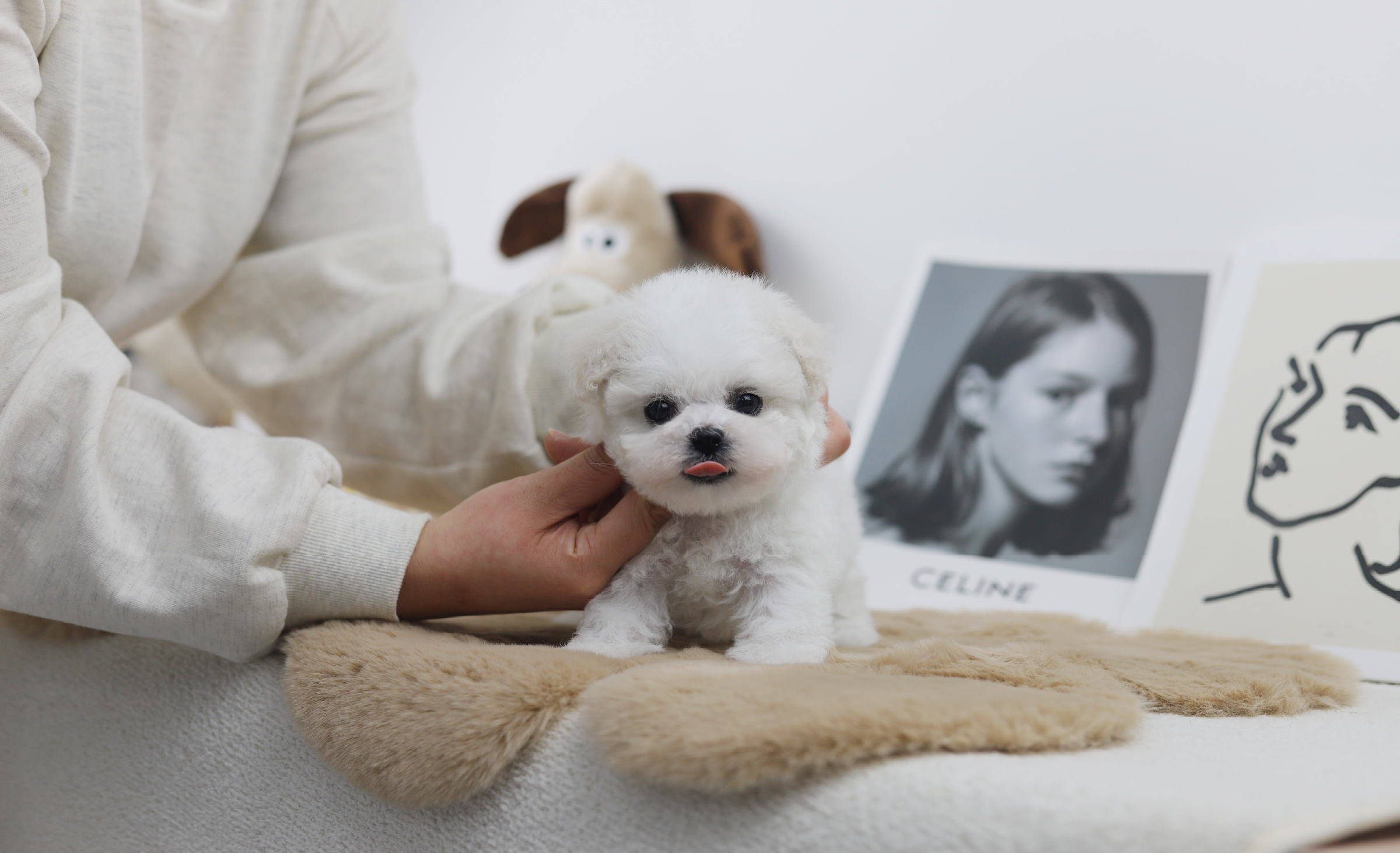 미니비숑 분양합니다