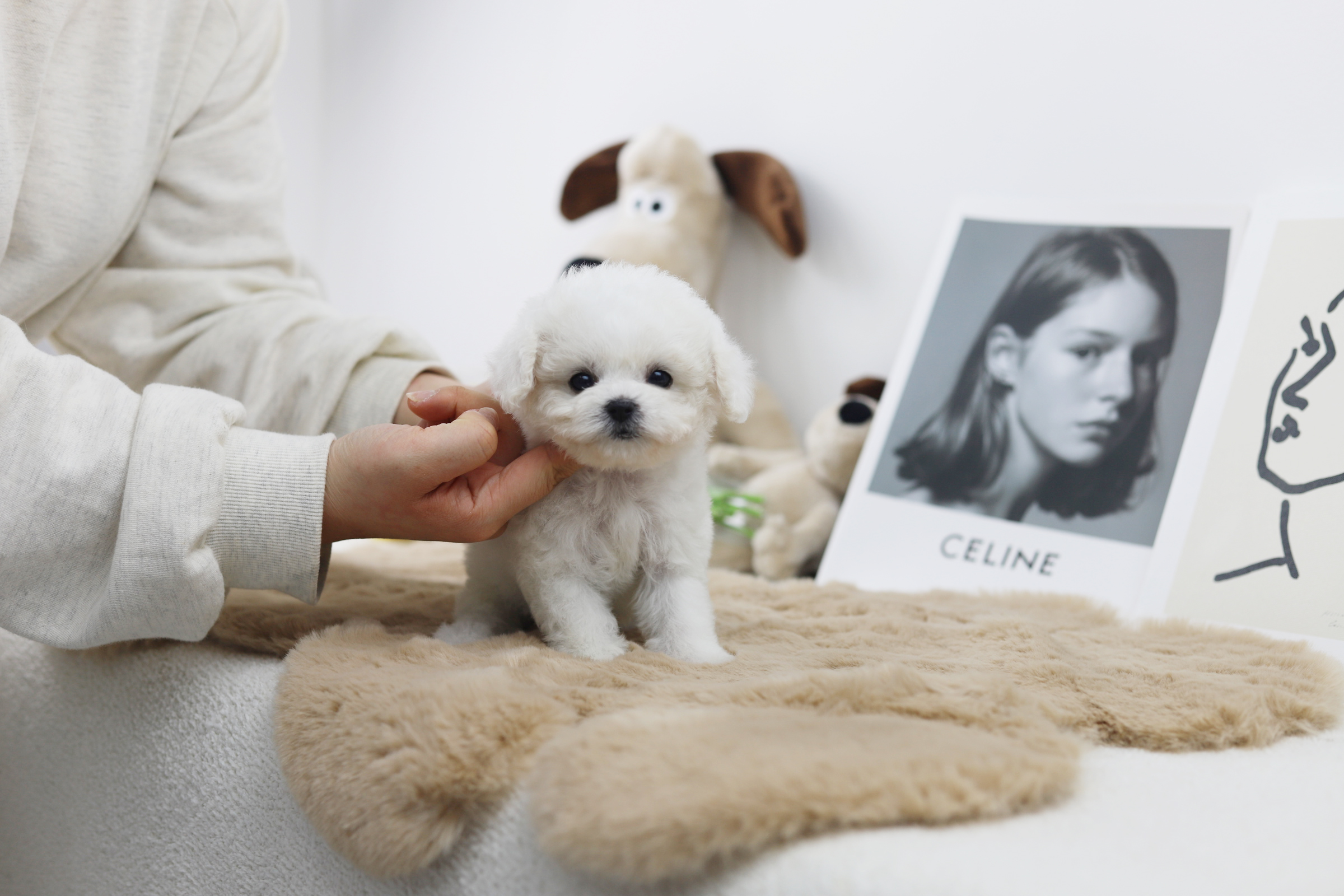 미니비숑 분양합니다