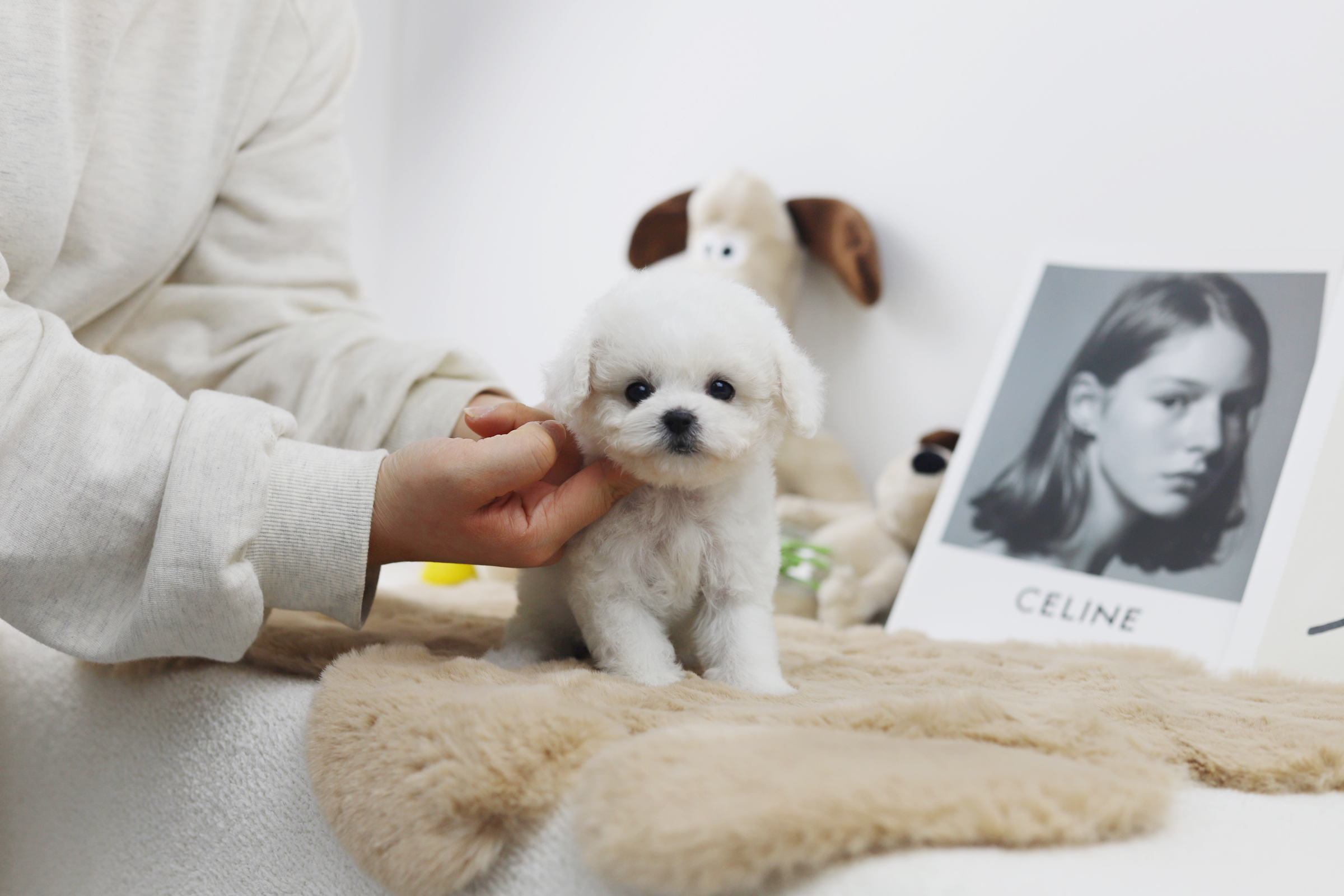 미니비숑 분양합니다