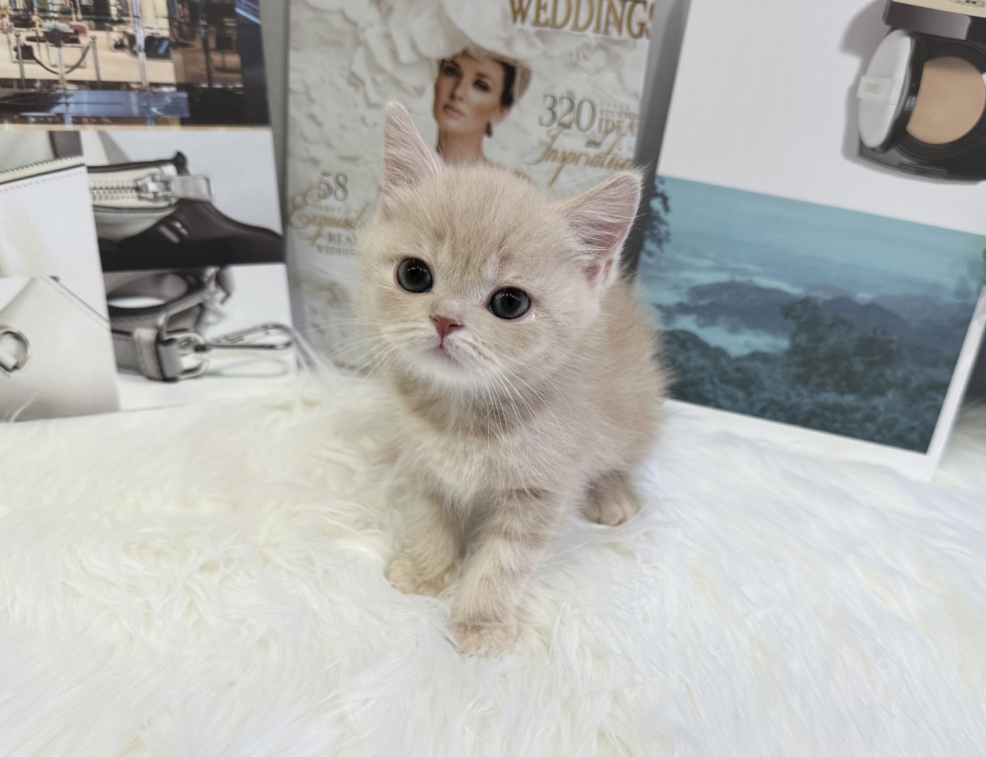 브리티쉬숏헤어 분양합니다