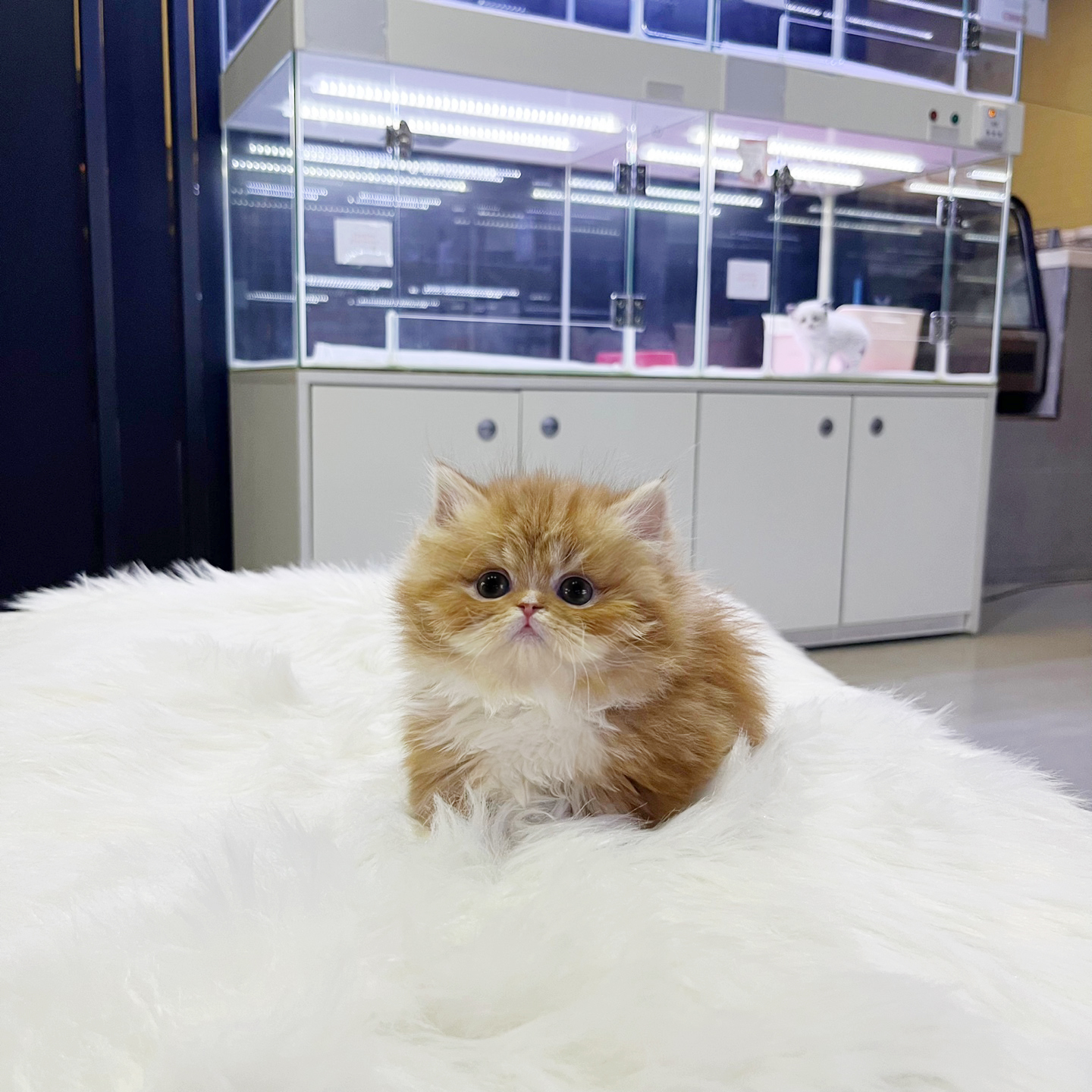 먼치킨(20만원부터)