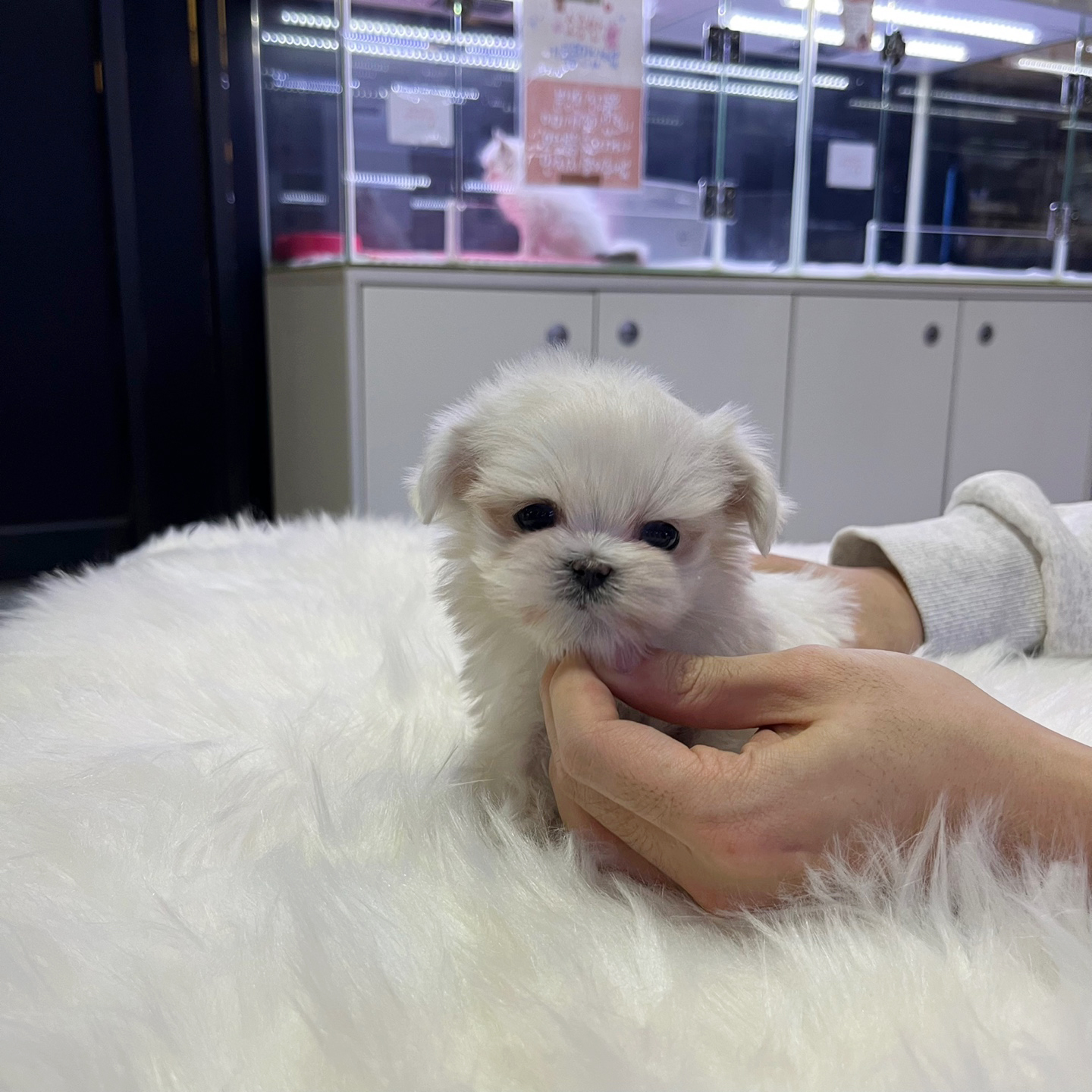 말티즈 분양합니다