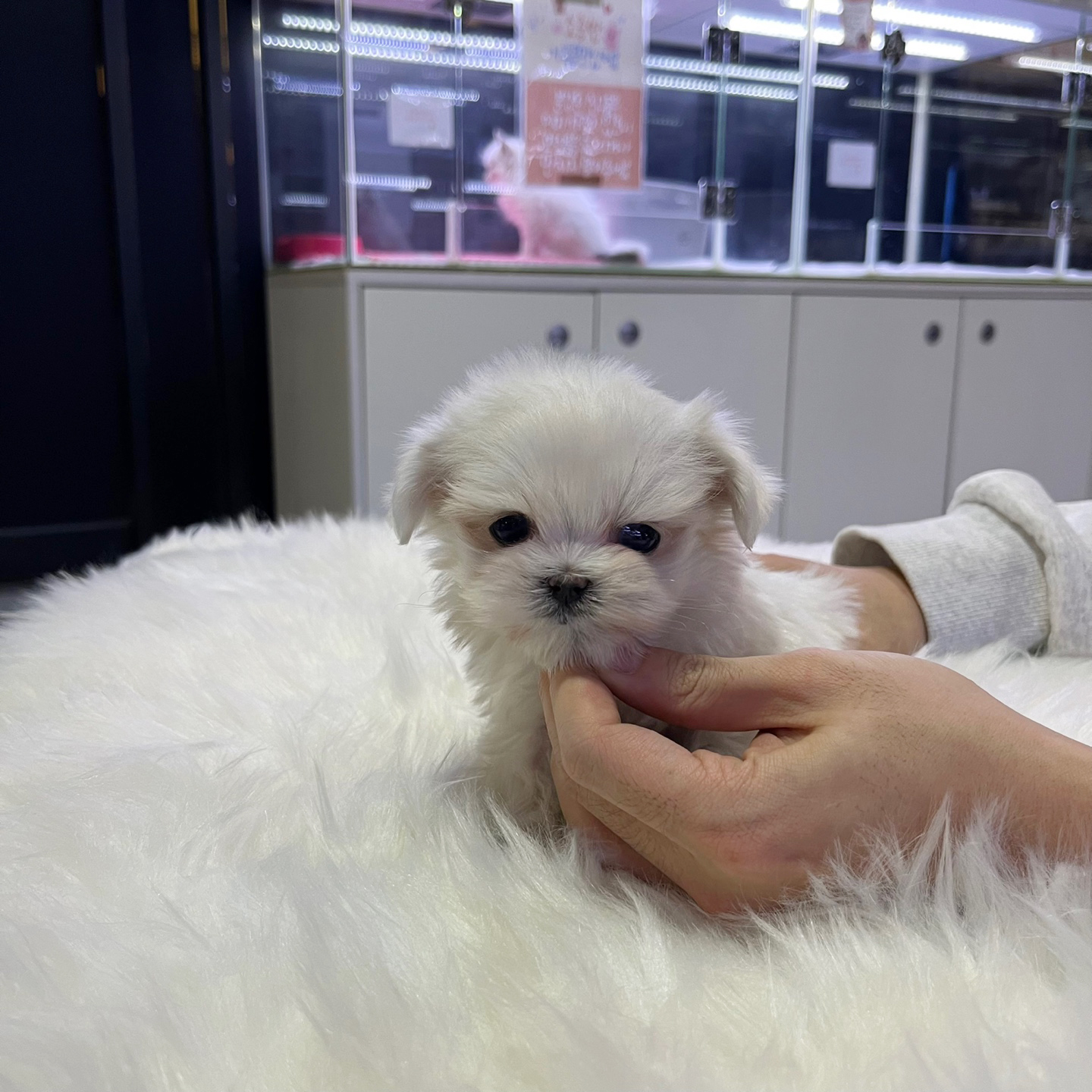 말티즈 분양합니다