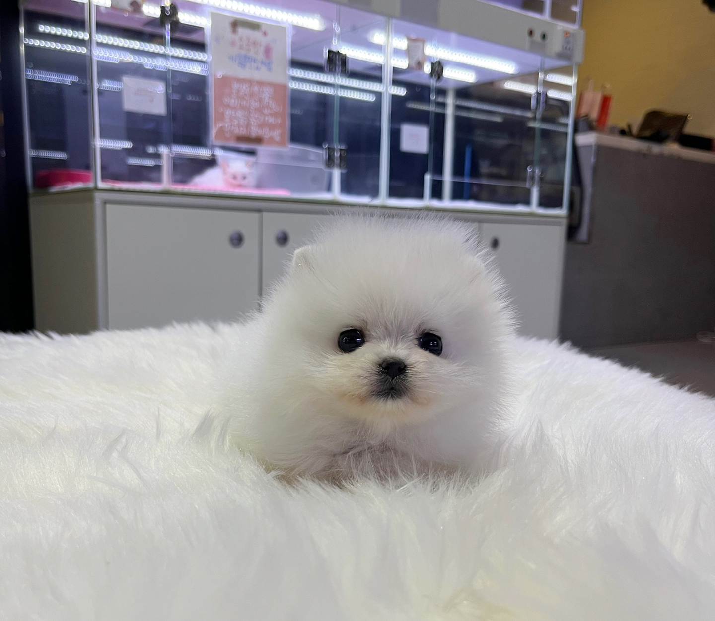 포메라니안 분양합니다