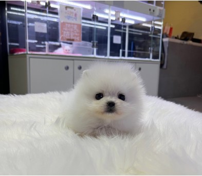 포메라니안 분양합니다
