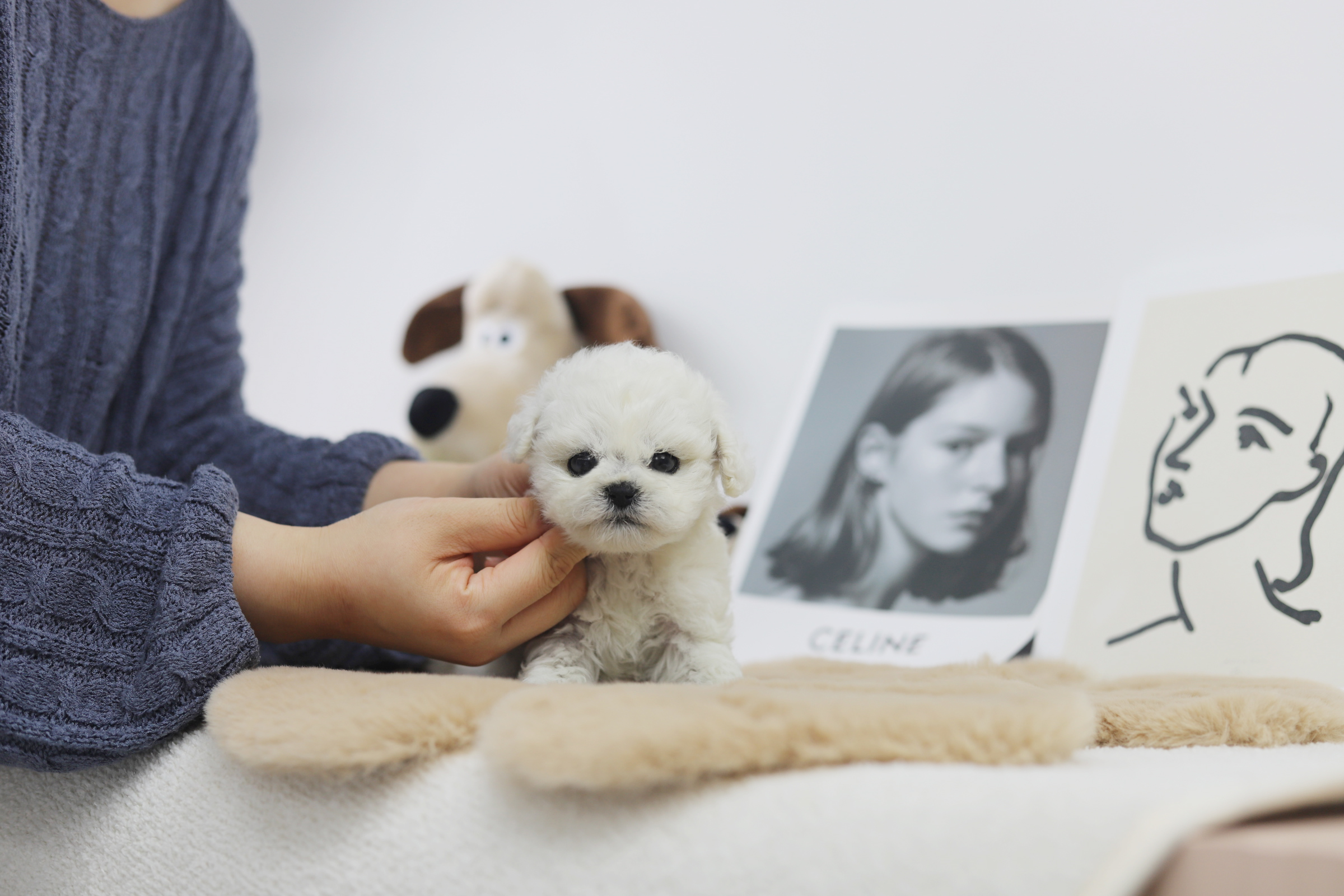 미니비숑 분양합니다