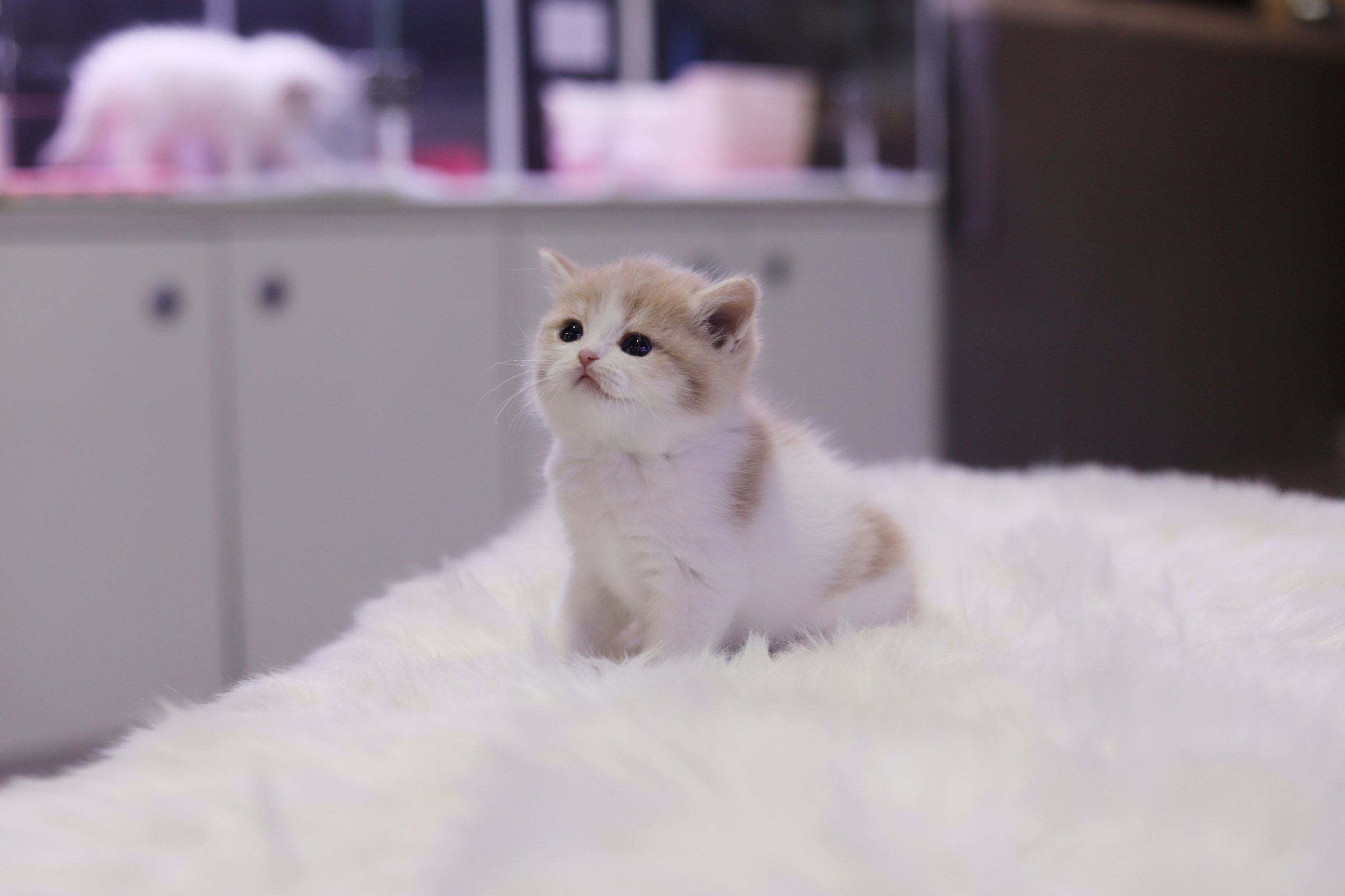 브리티쉬숏헤어 분양합니다