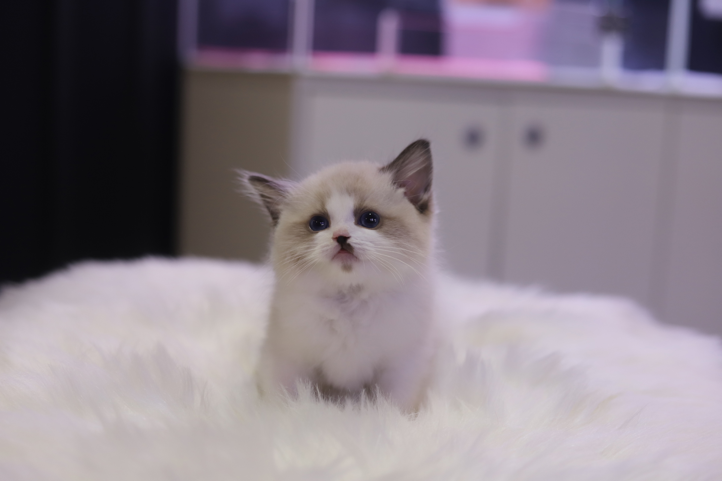 렉돌 분양합니다