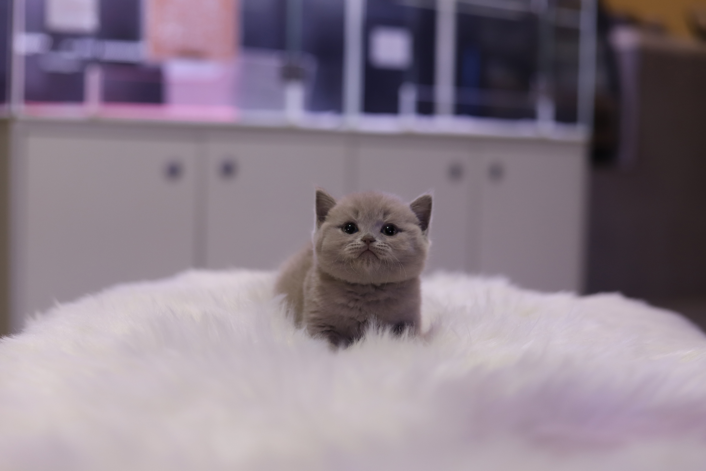 브리티쉬숏헤어 분양합니다