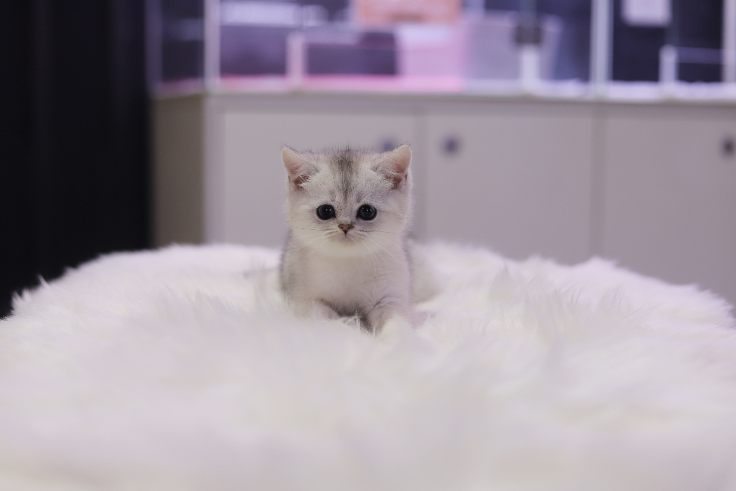 브리티쉬숏헤어 분양합니다