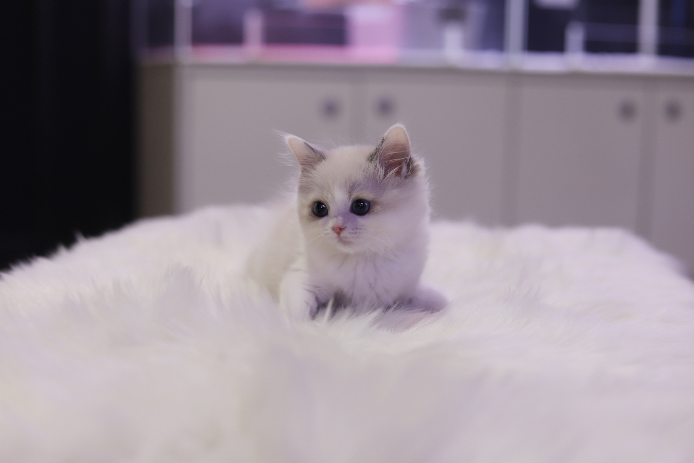 렉돌 분양합니다