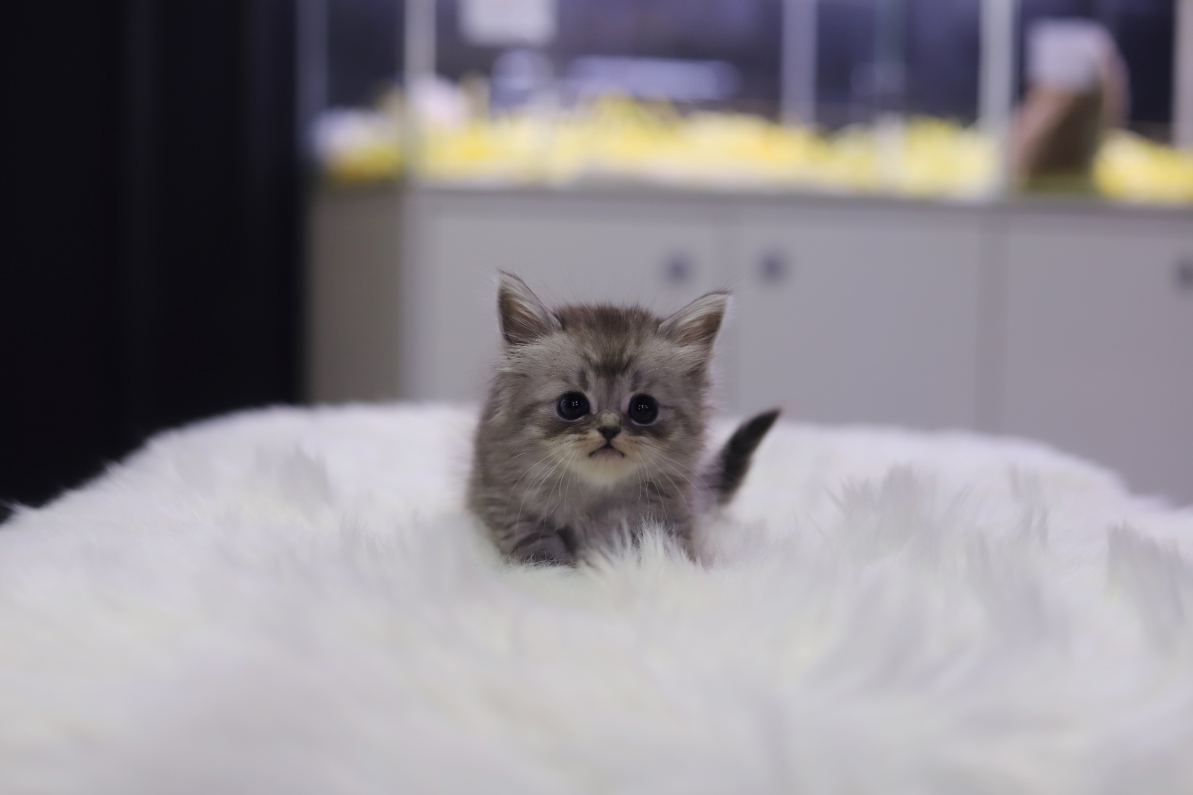 브리티쉬숏헤어 분양합니다